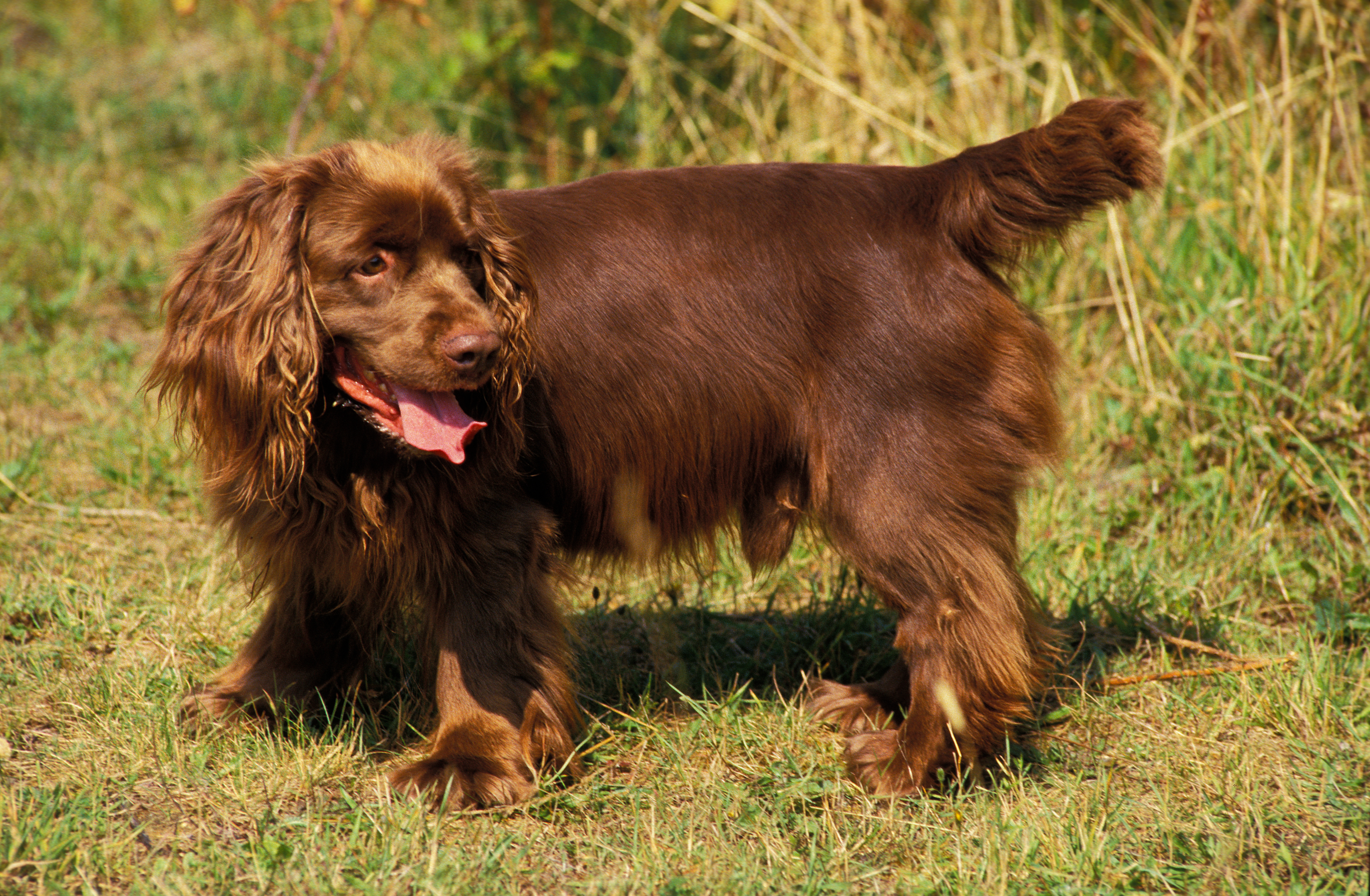 Sussex Spaniel