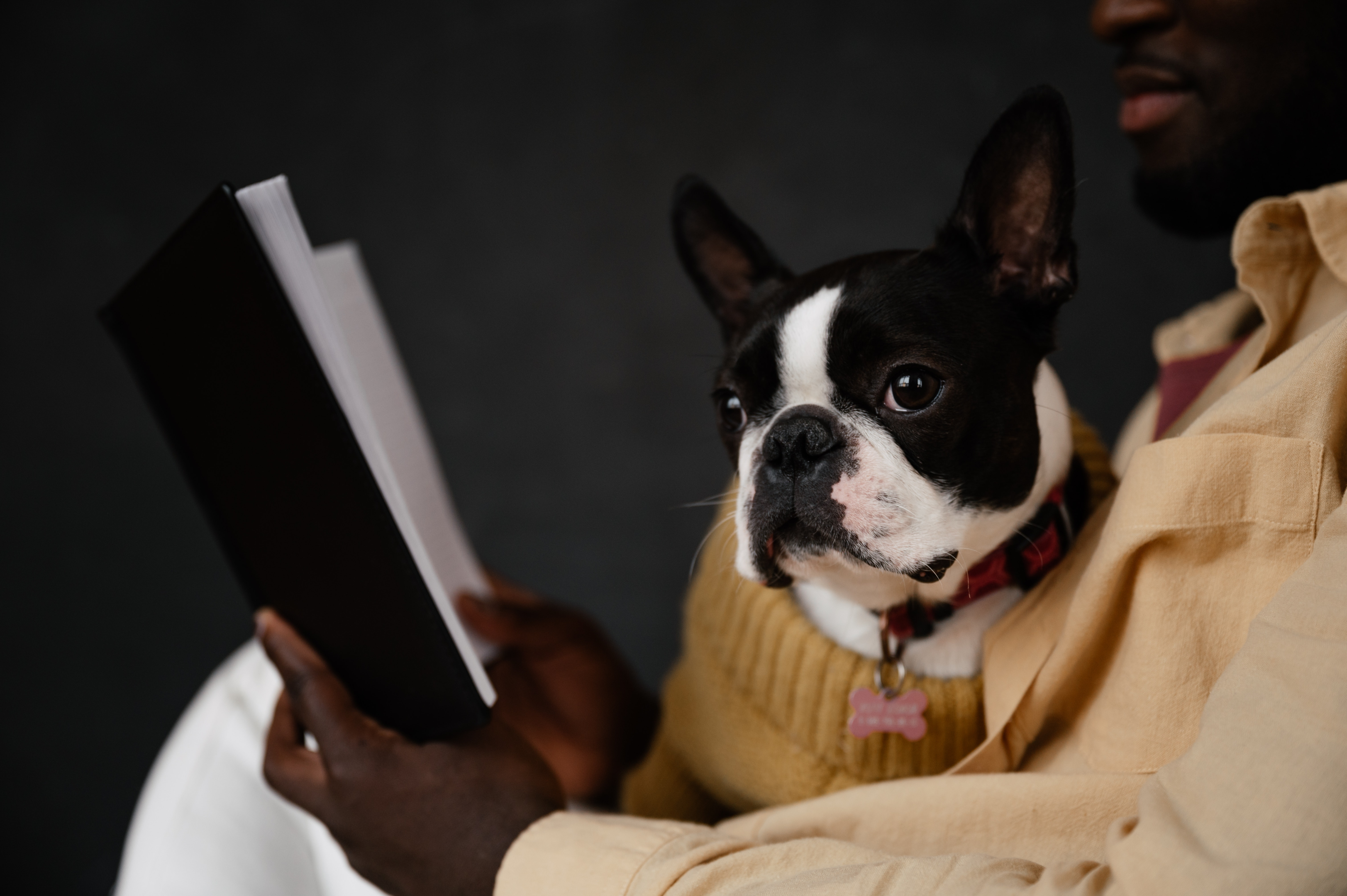 A man reading a book with his senior Boston Terrier.