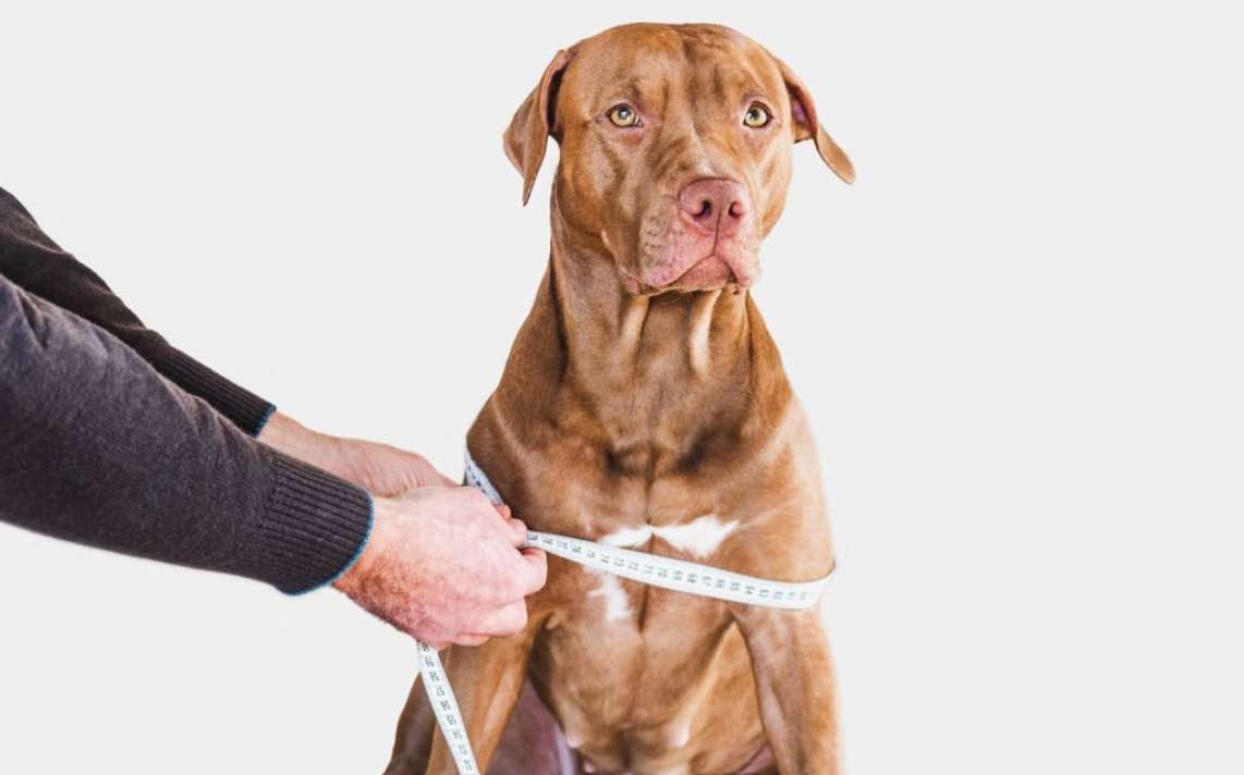 10 Best Dog Crate For Labrador Puppy In Aug 2023