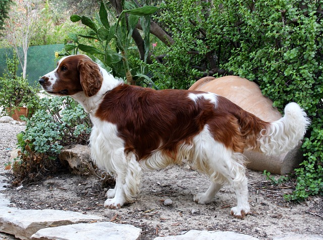 welsh springer spaniel, dog, pet