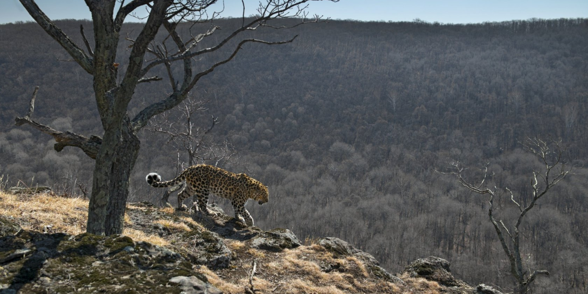 Land of the Leopard National Park