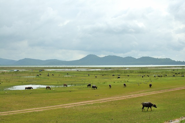 field, herd of grass fed grass, herd