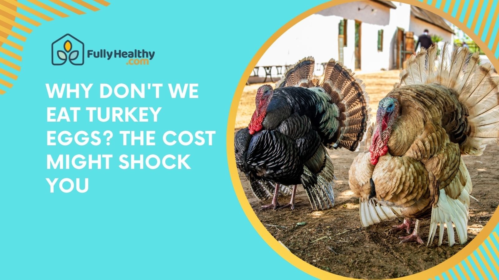 Why Don't We Eat Turkey Eggs? The Cost Might Shock You