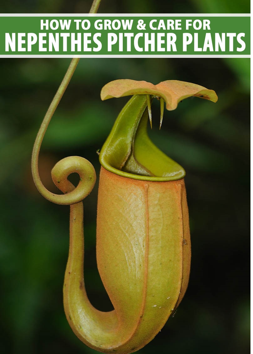 tropical pitcher plants / whole plant