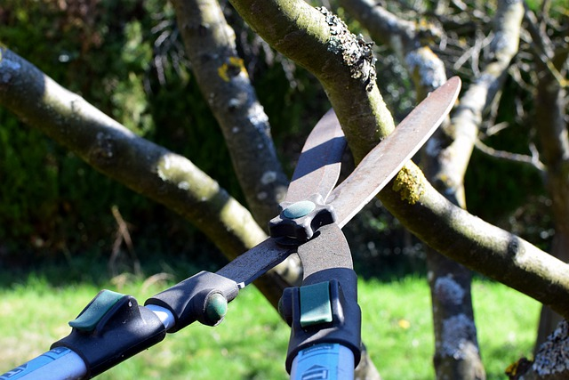 pruning shears, hedge trimmer, tree cutter