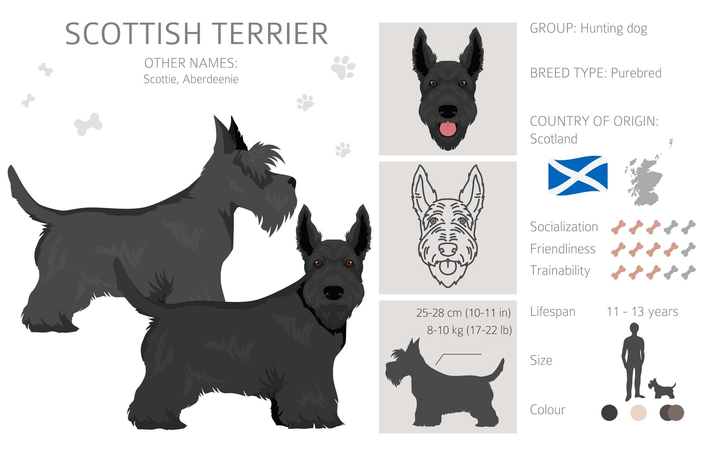 An infographic of the Scottish Terrier information overview
