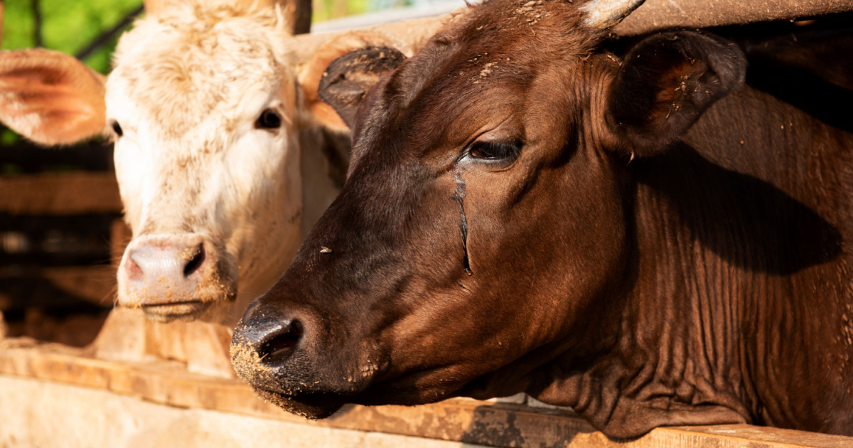 Japanese Shorthorn