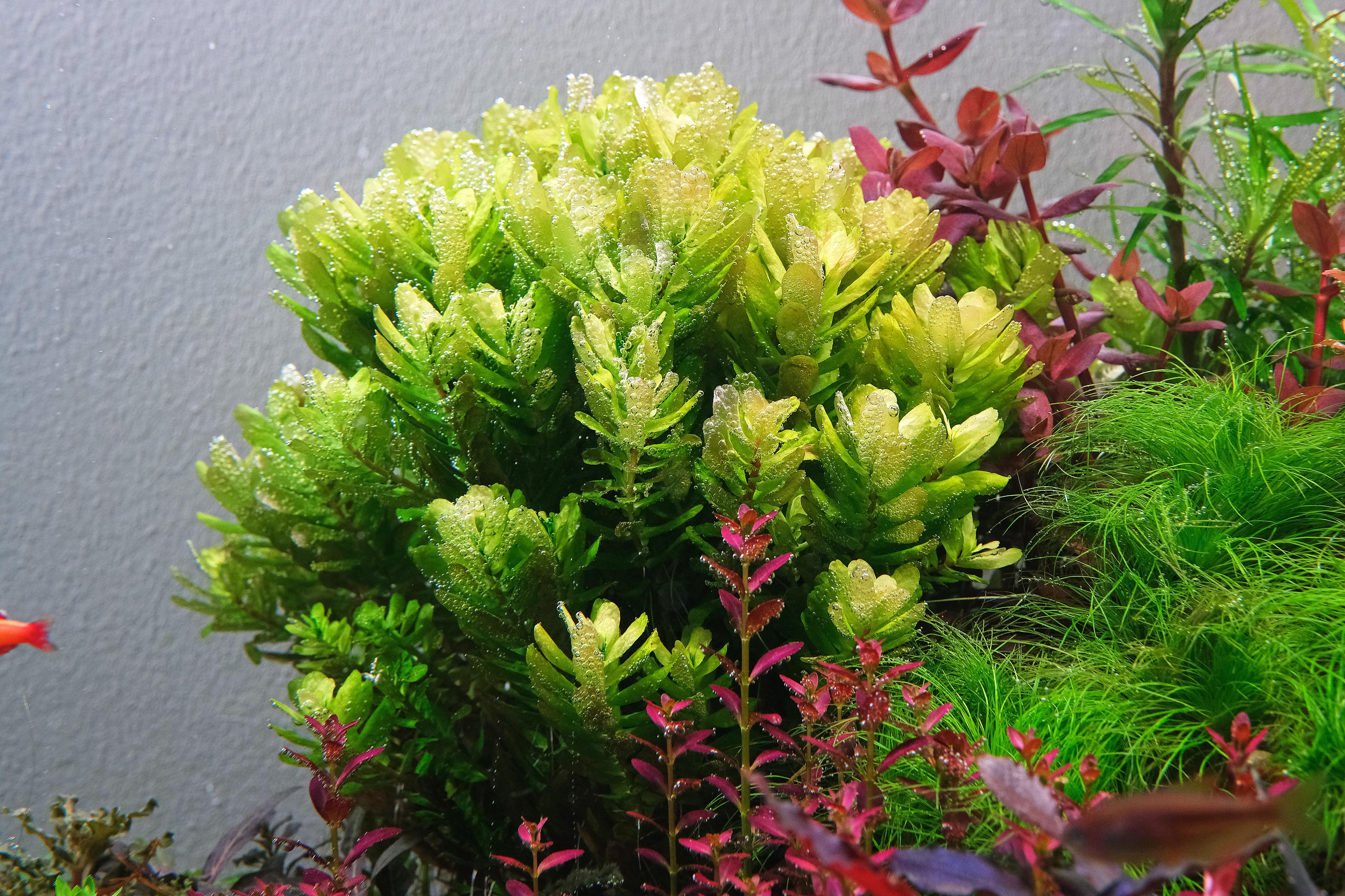 A large clump of healthy looking Rotala tulunadensis