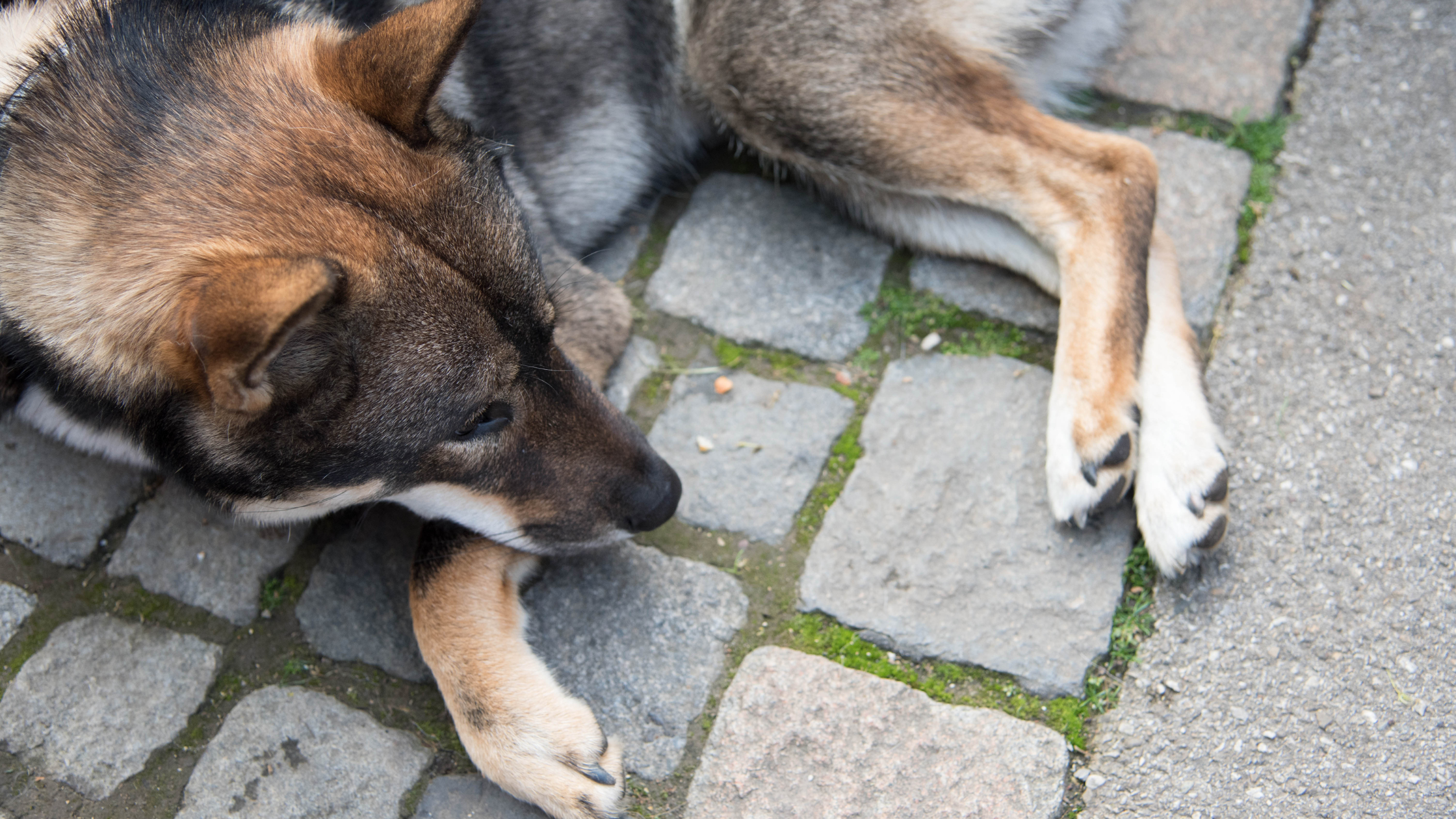 A Shikoku laying on a stone path
