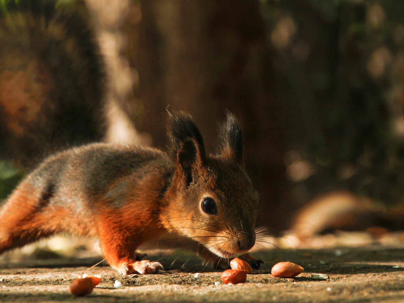 Ihminen ei ole ainoa maapähkinöiden ystävä, myös orava rakastaa maapähkinöitä. 