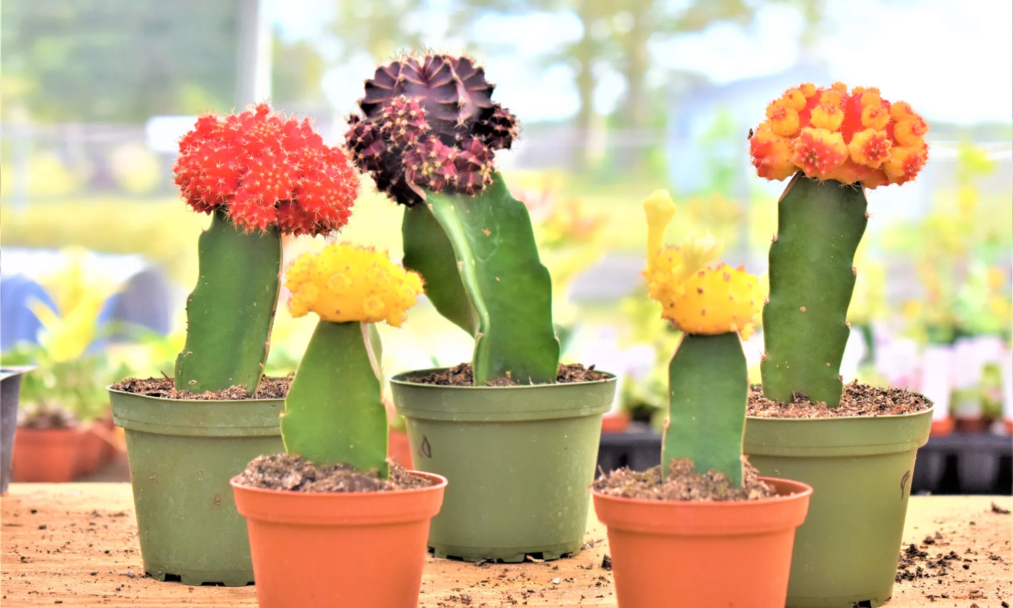 graft cacti, grafting cactus