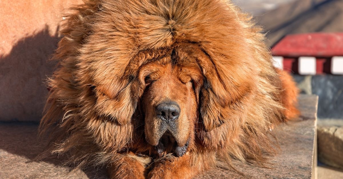 relaxed tibetan mastiff