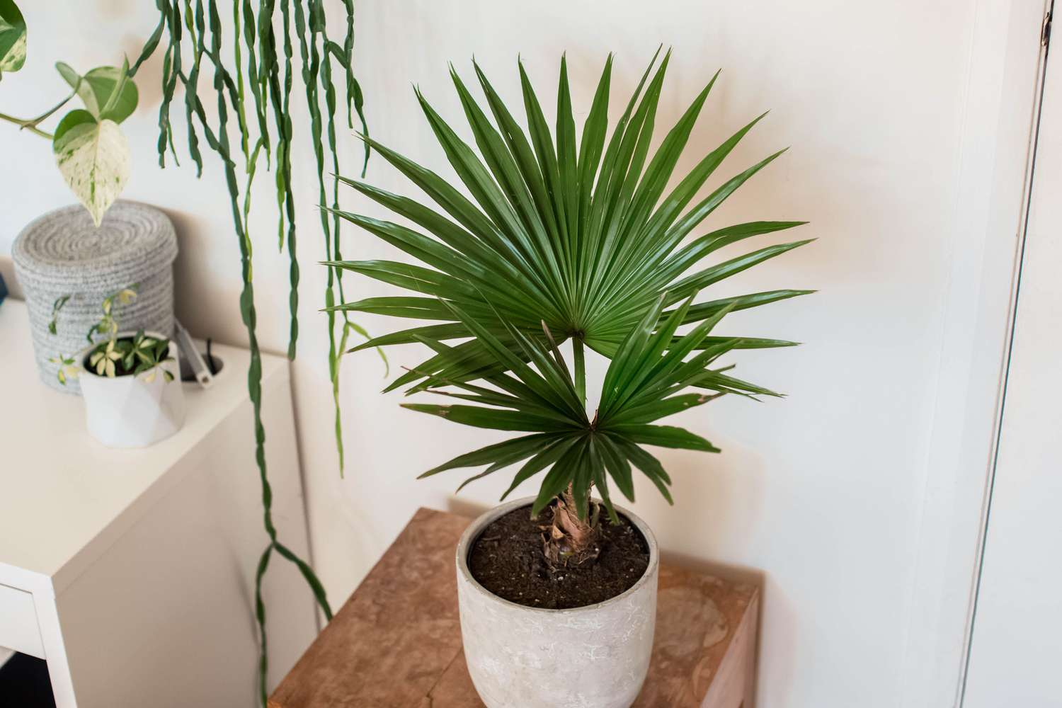 indoor palms, palm trees indoors, palm plants