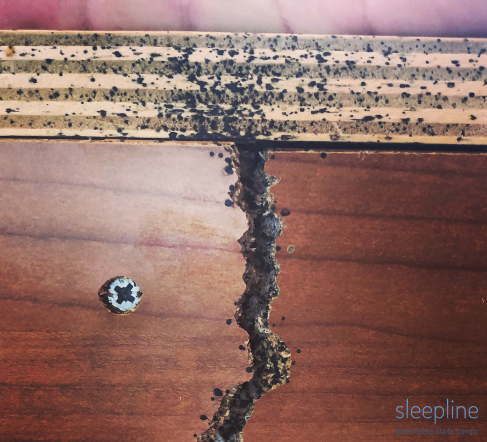 Bed bugs on frame