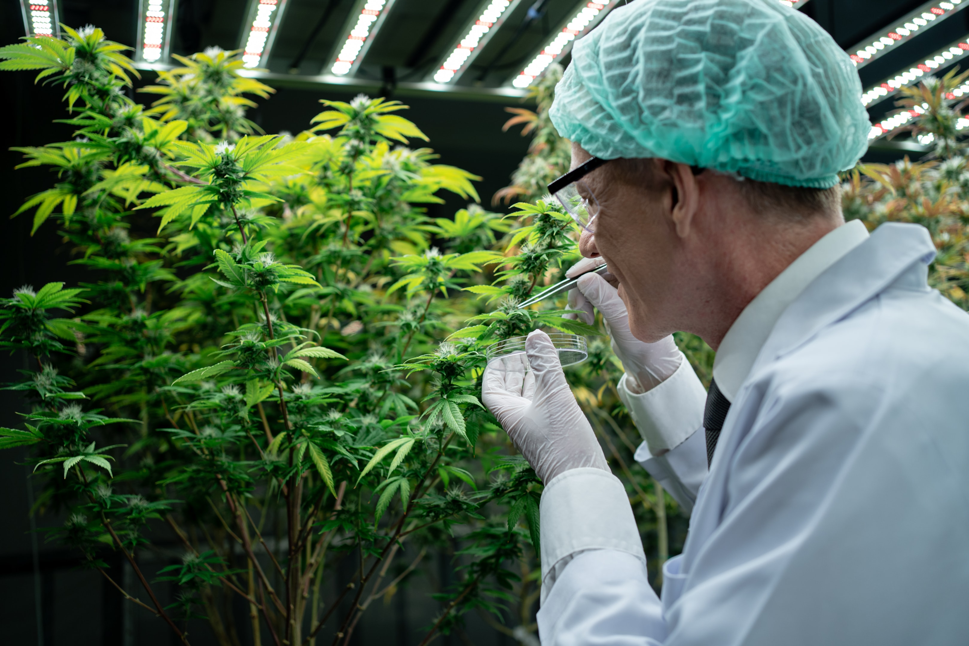 What Are the Five Strongest THCA Flower Hemp Strains?