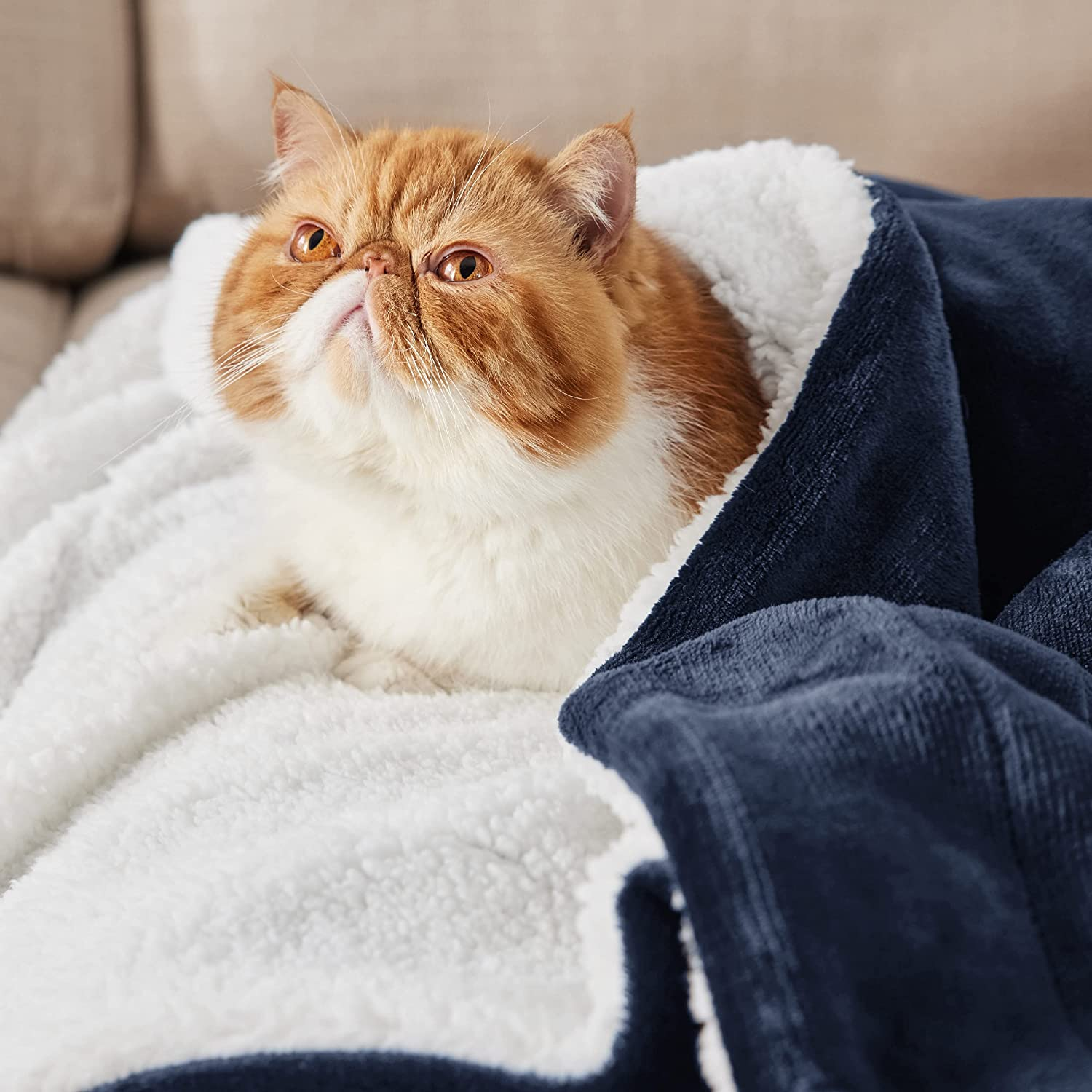 Cat in a comfortable Fleece Throw Queen Size Blanket