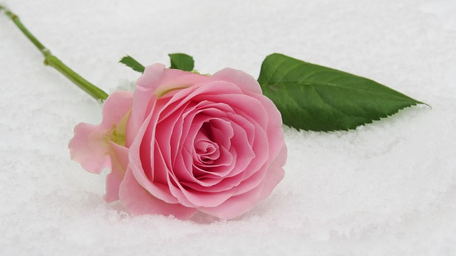 rose, winter rose, blossom