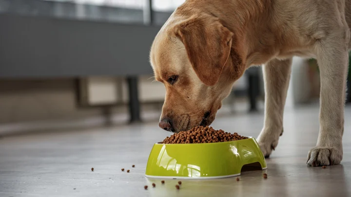 Pet Food Safety