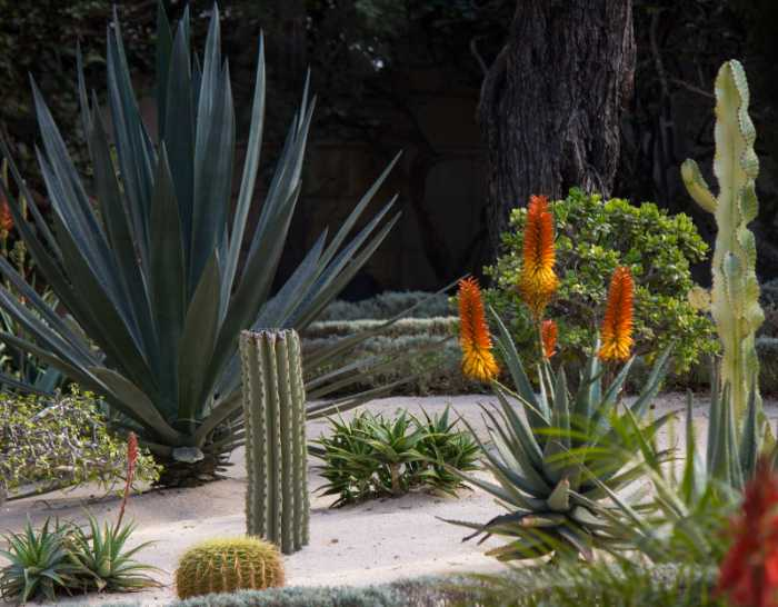 A lawn covered in sand and drought-tolerant vegetation that doesn't need much water.