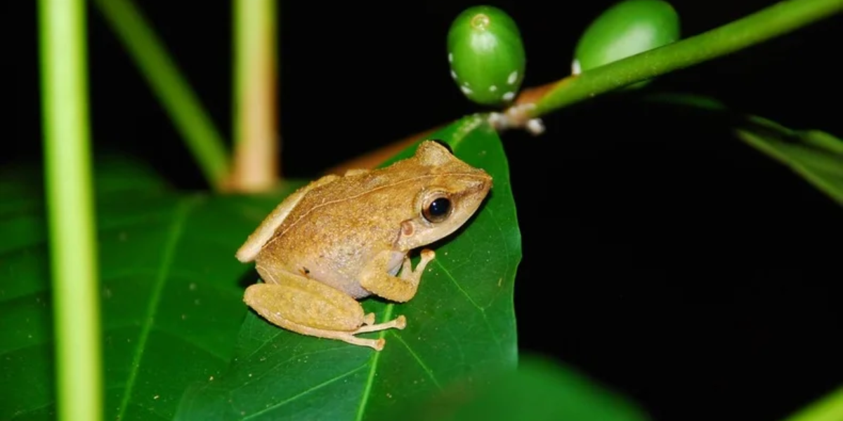 interesting animals in el yunque