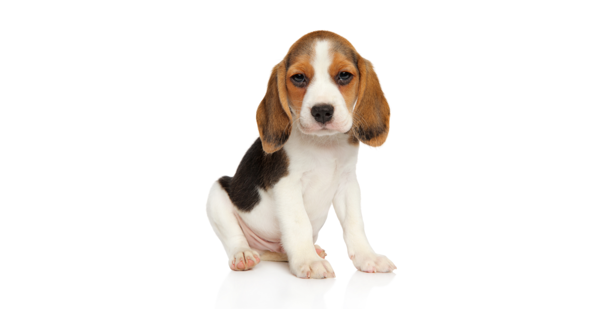 A cute Beagle puppy, one of the best dogs for first time owners due to their friendly and easy-going nature.
