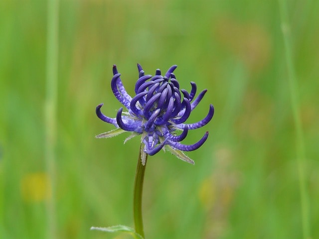 spherical devil's claw, beautiful flowers, nature