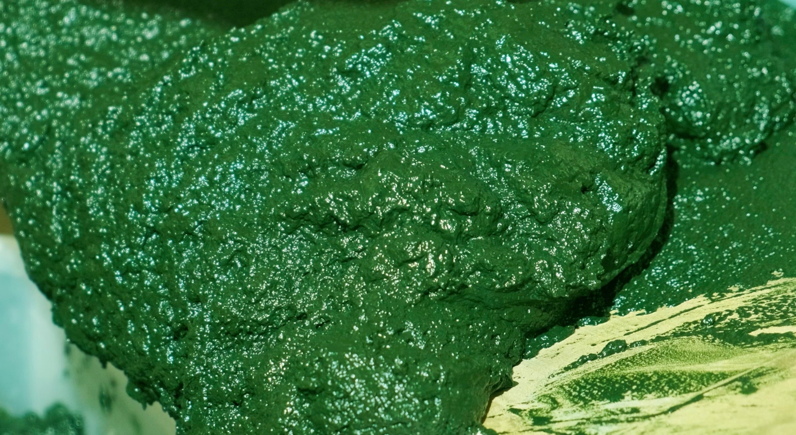 A close up of Fresh Spirulina