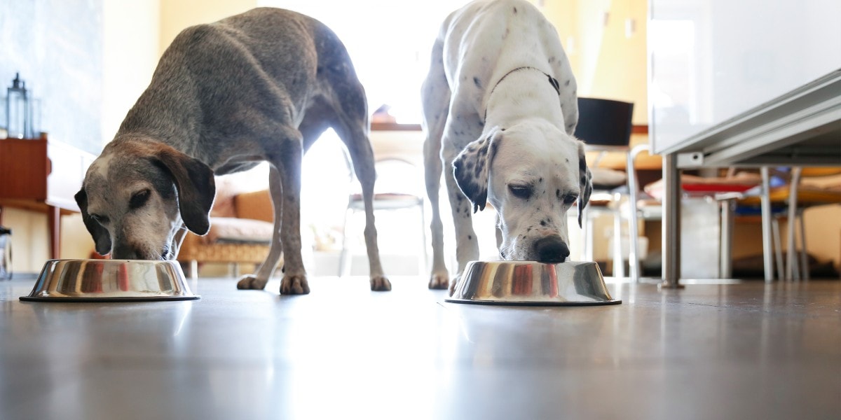 Pet dogs, Multi-Dog Household