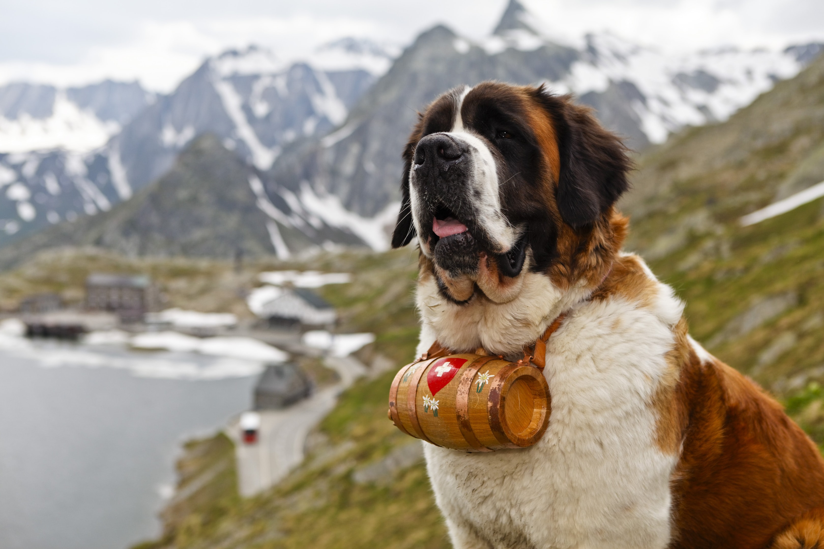 A rescue dog standing with the Alps in the background
