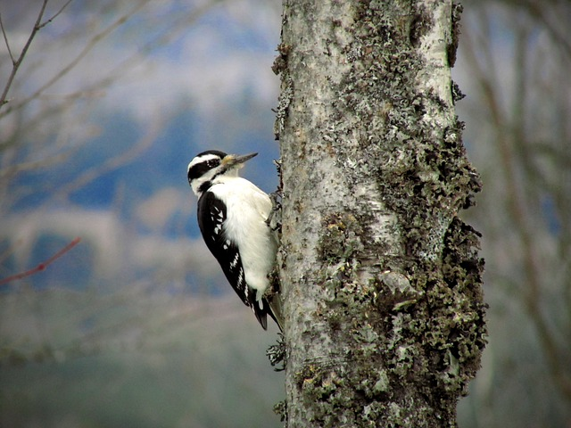 Hairy woodpecker, Birds that start with H