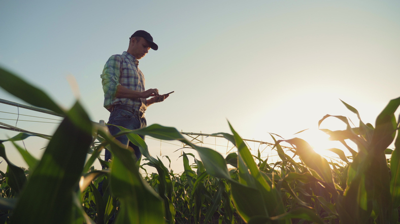 Young man in a baseball cap and plaid shirt standing in a corn field sending a text.