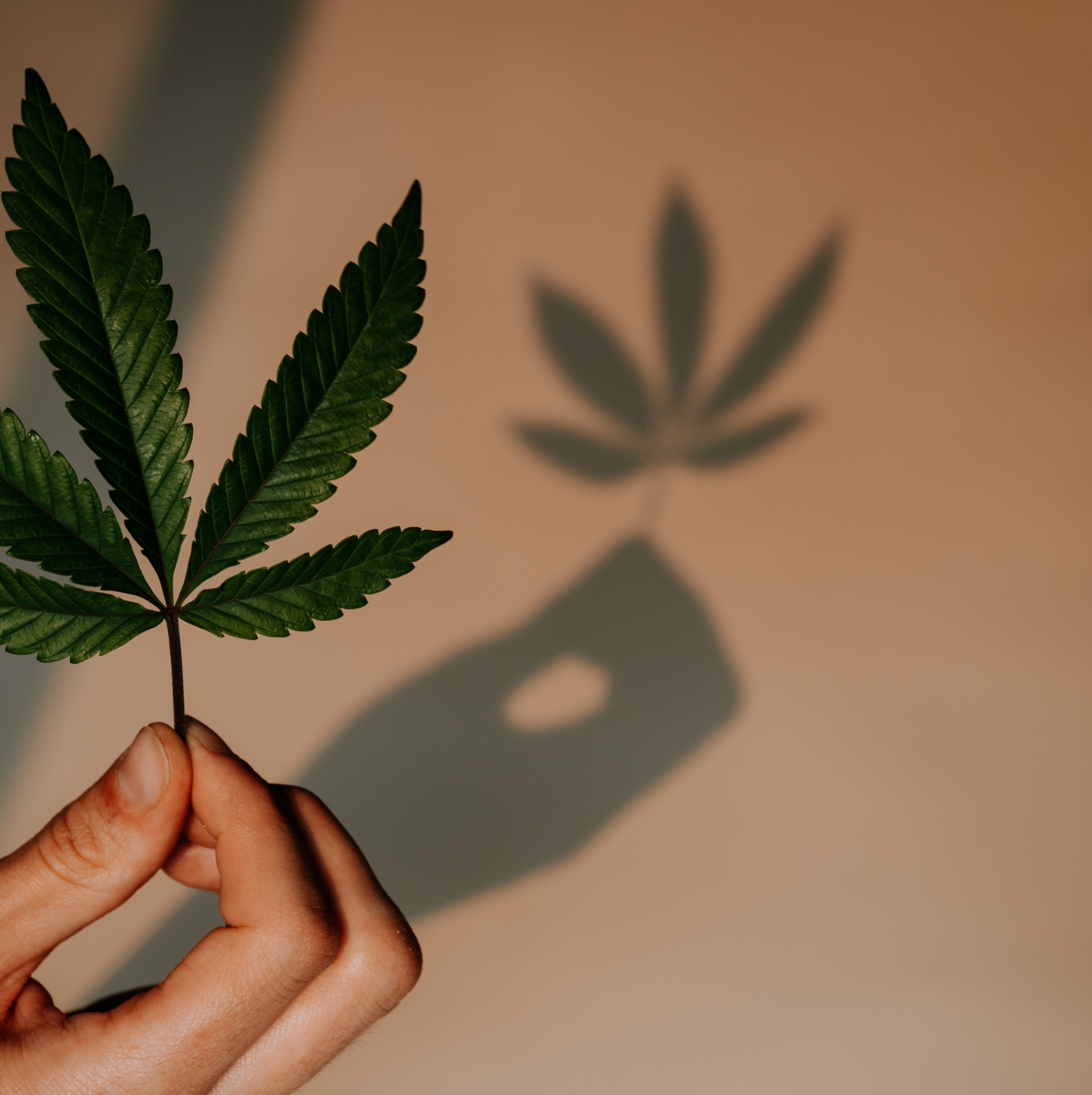 hand holding a cannabis leaf in front of a wall casting a shaddow