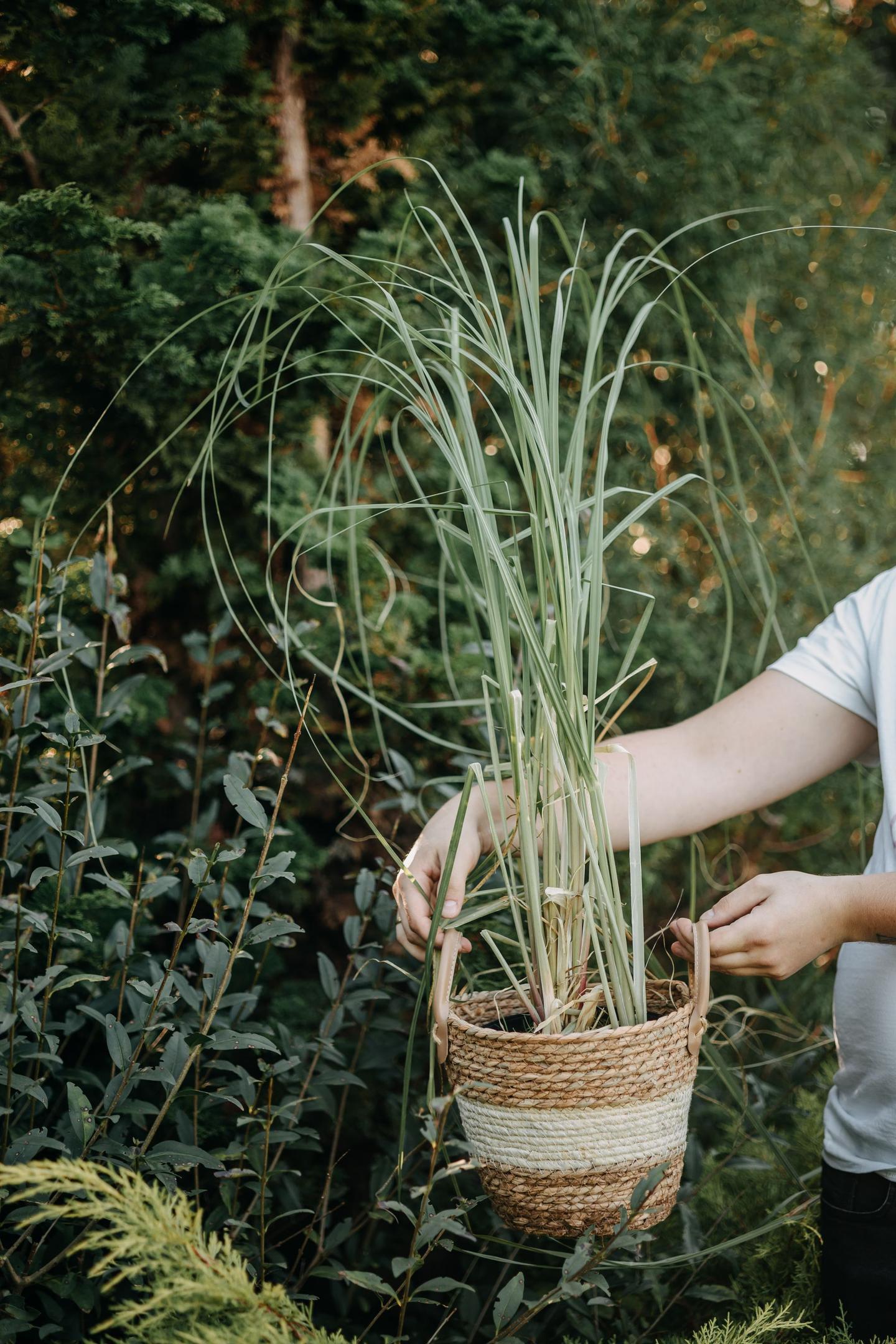 Trawy ozdobne na rabacie w ogrodzie