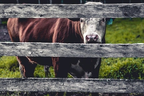 Cow at Arethusa Dairy in Litchfield County CT