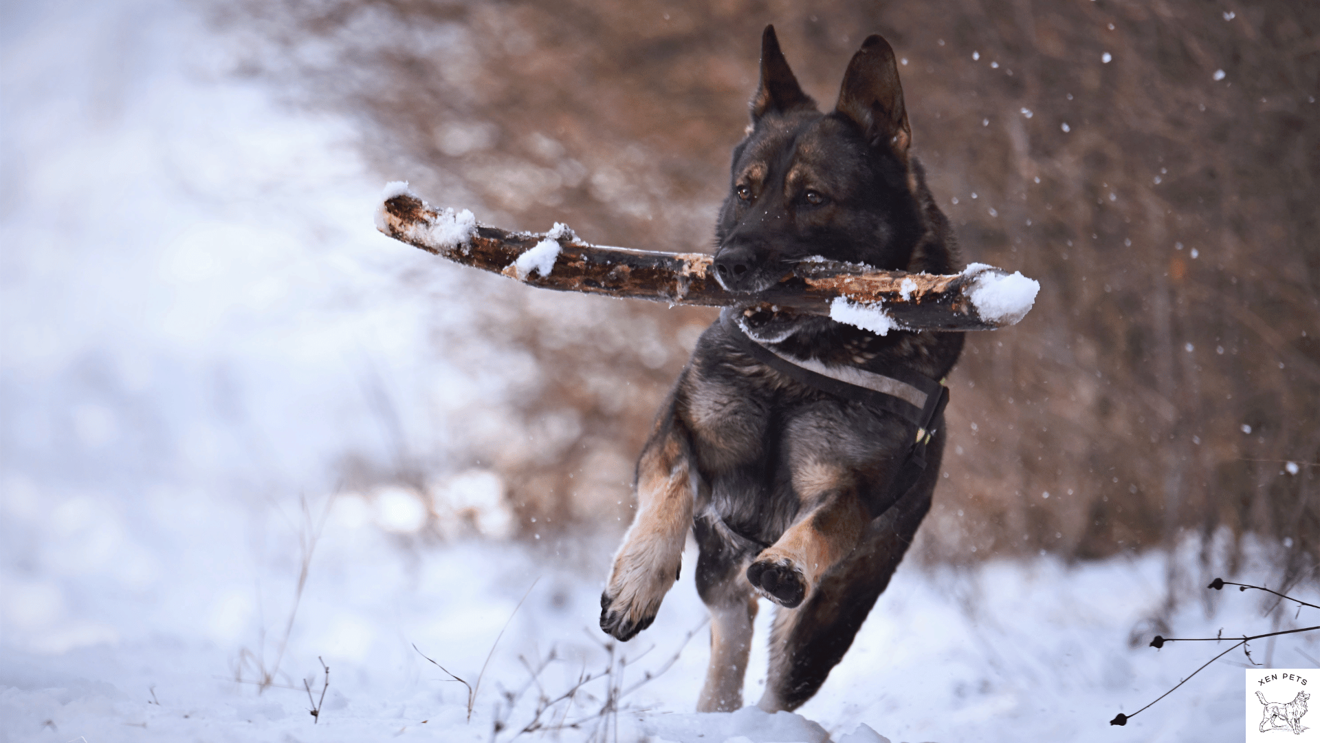 dog playing fetch in the snow