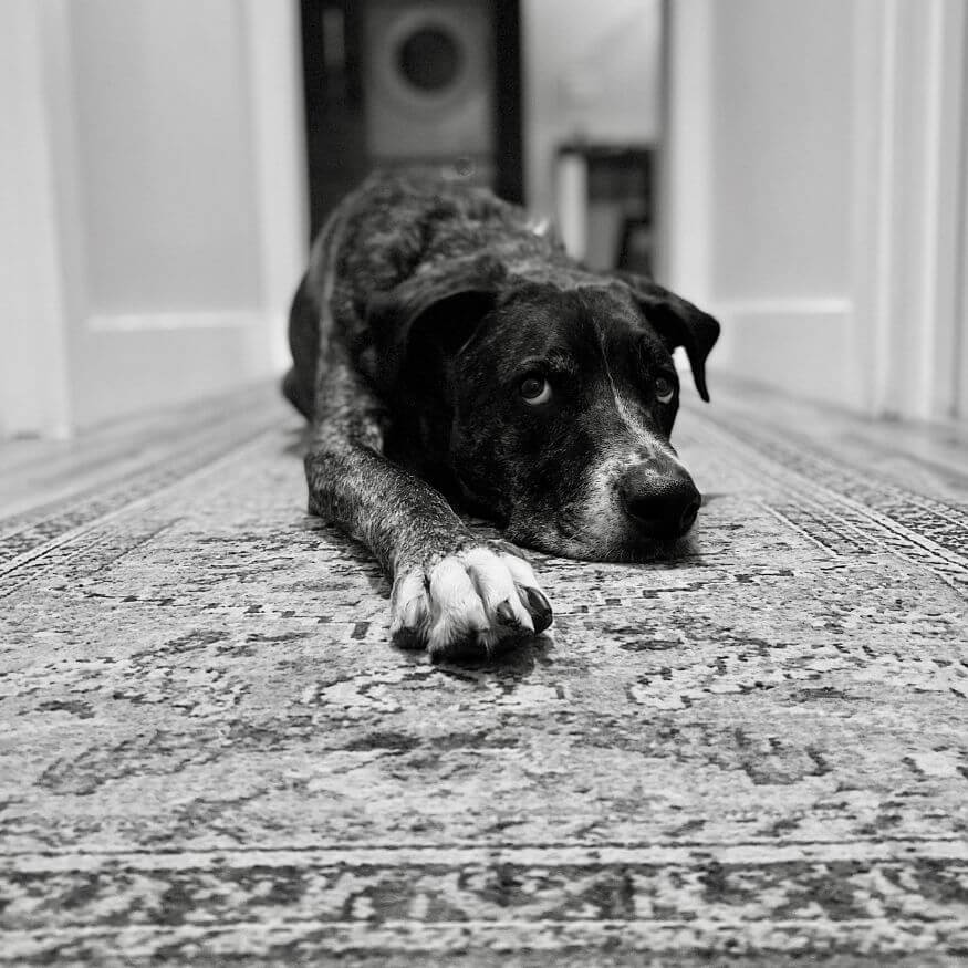 black and white dog laying on hallway carpet