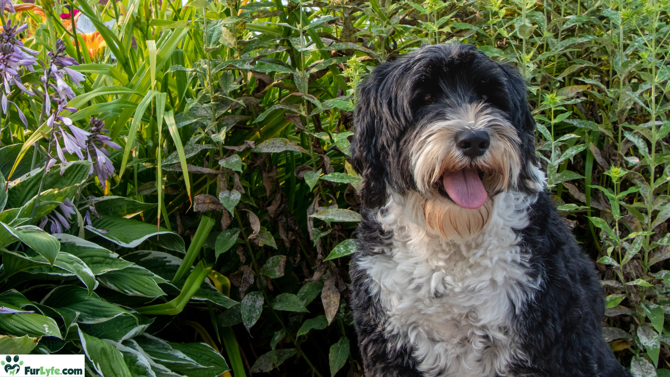 A smiling Portie in a nice outdoor environment