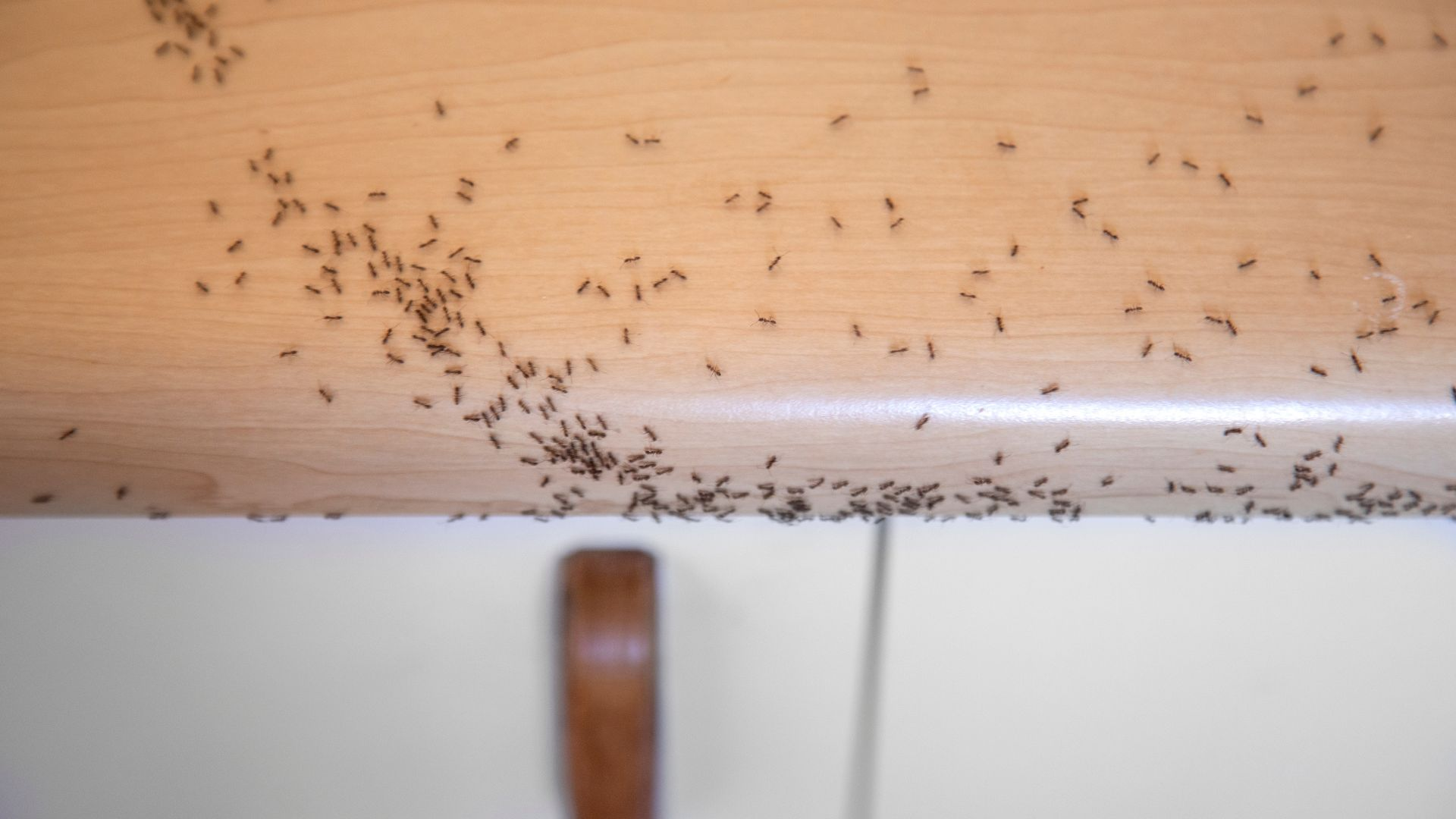 An image of ants walking along a trail inside a kitchen on a cabinet. 