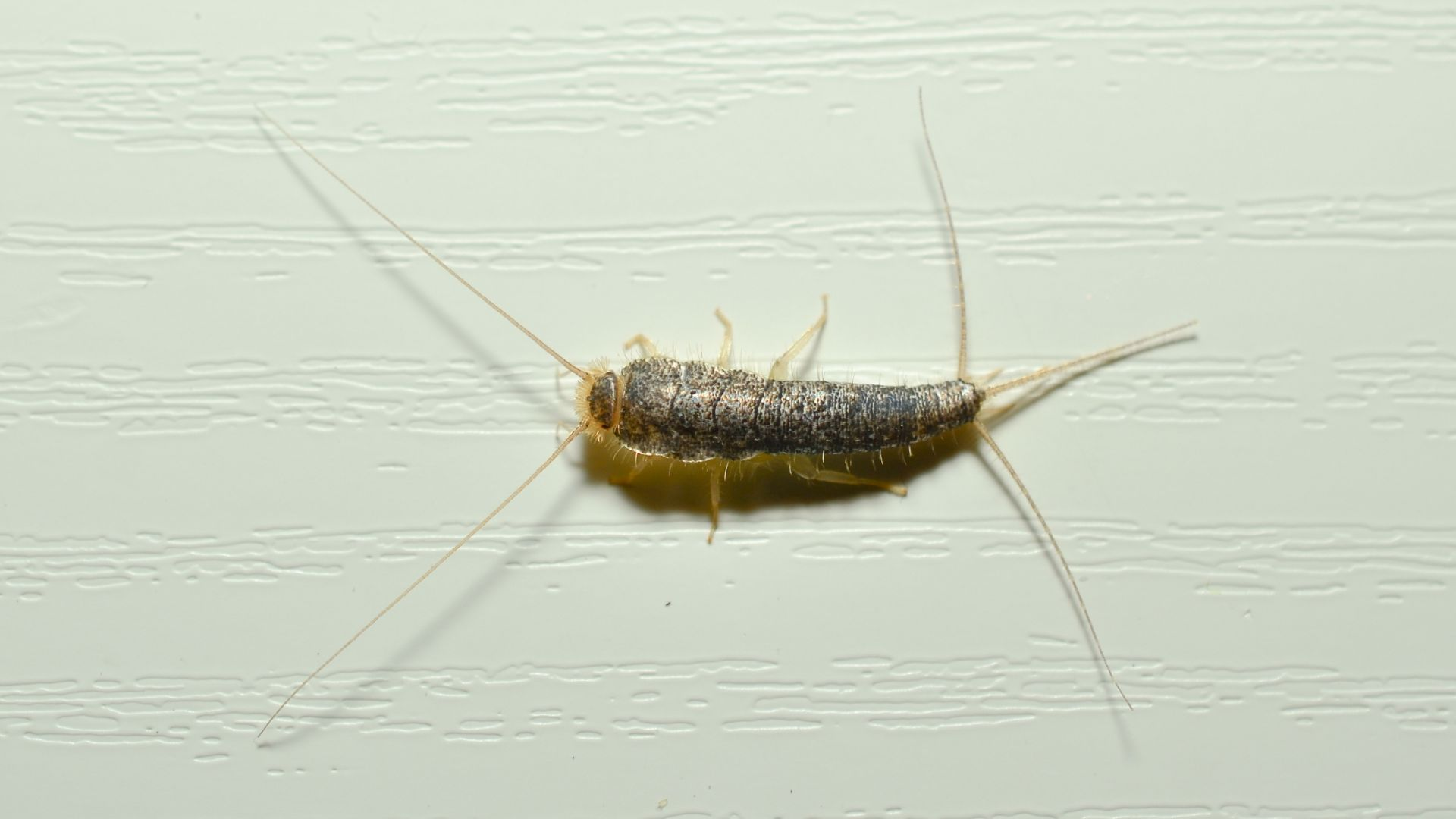 How to Get Rid of Silverfish Quickly - DIY Pest Control
