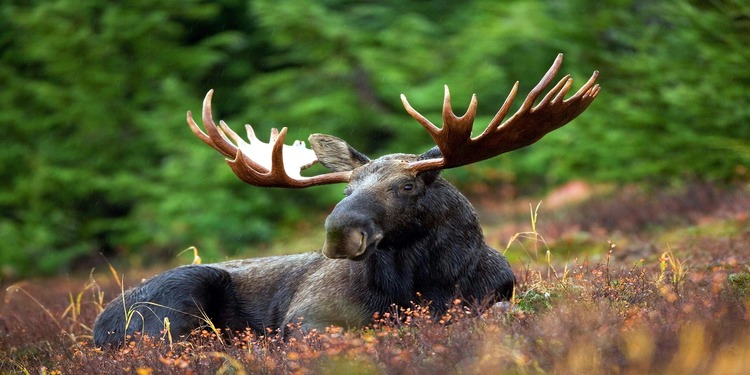 moose in forest