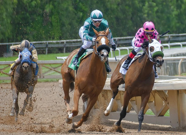 irish racehorse experience