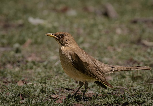 thrush, peak, plumage