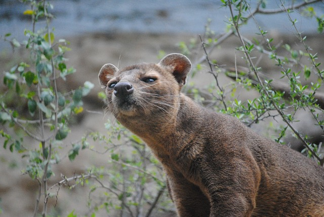 fossa, mammal, madagascar