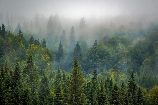 trees, forest, fog
