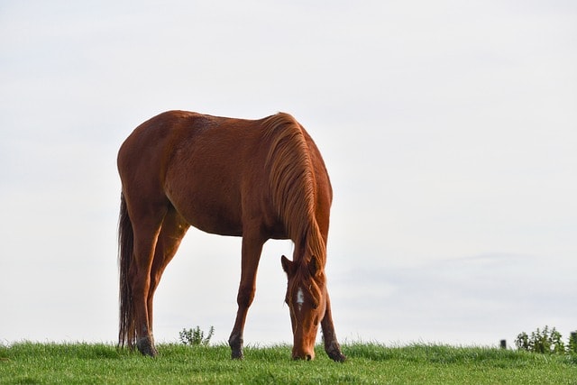 A brown horse grazing