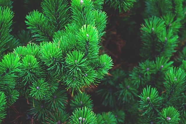 pine, plant, tree, nature, branch, conifer, pine needles, pine green, flora, tree needles, evergreen, green tree