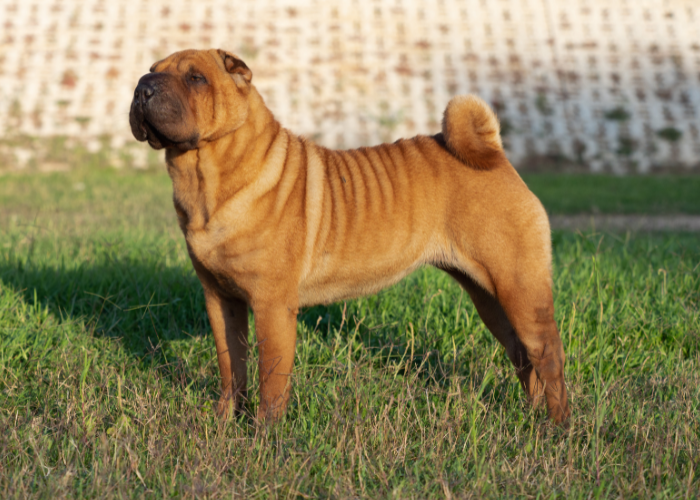 Chinese Shar-Pei breed with wrinkled skin