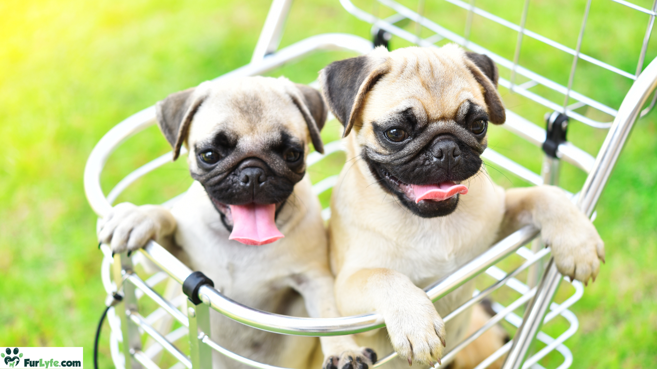 Two pug puppies in a shopping cart