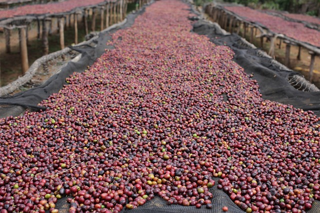 dry processed coffee