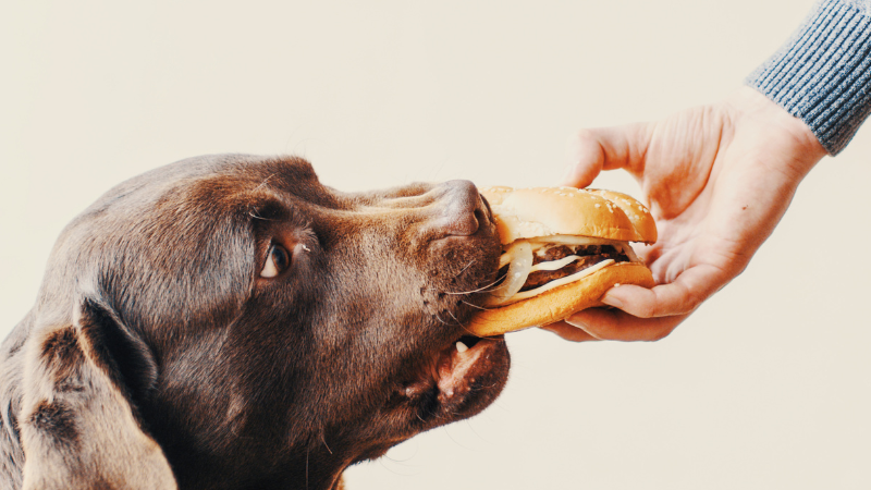 87685dc0 b674 4f8f 842e 8053e55d41f0 Can Dogs Eat Cheese? A Complete Guide to Cheese Consumption for Canines